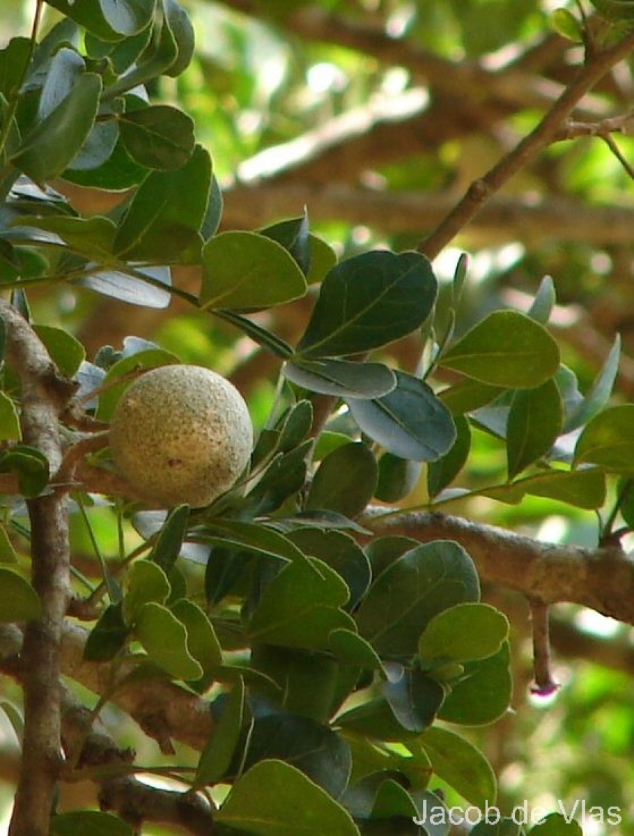 Limonia acidissima L.